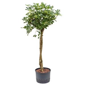 Schefflera gold capella stam twist hydrocultuur plant