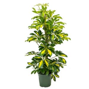 Schefflera gold capella S kamerplant