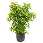 Schefflera gold capella vertakt L hydrocultuur plant