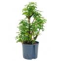Schefflera louisiana L hydrocultuur plant