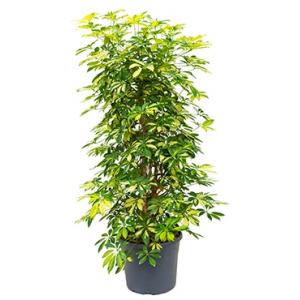 Schefflera trinette M kamerplant Schefflera trinette M kamerplant