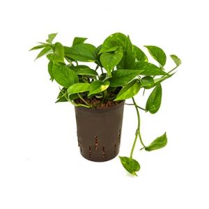 Scindapsus Epipremnum aureum hydrocultuur hangplant