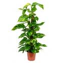 Scindapsus epipremnum aureum mosstok 80 kamerplant