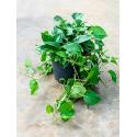 Scindapsus epipremnum aureum XXL hangplant