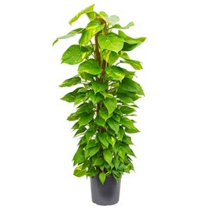 Scindapsus epipremnum aureum mosstok 150 M kamerplant