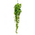 Scindapsus epipremnum aureum L hangplant