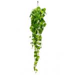 Scindapsus epipremnum aureum L hangplant