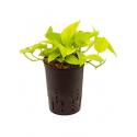 Scindapsus golden pothos hydrocultuur hangplant