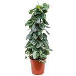 Scindapsus epipremnum pictus silvery ann mosstok 60 kamerplant