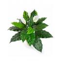 Kunstplant Spathiphyllum M