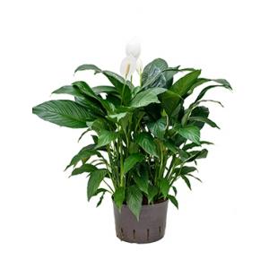 Lepelplant Spathiphyllum Gokyo L