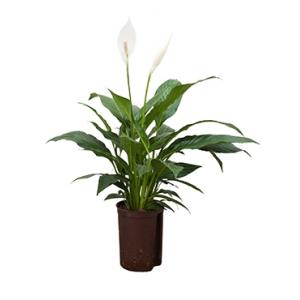 Spathiphyllum mont blanc hydrocultuur plant