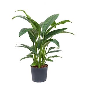 Spathiphyllum sensation M hydrocultuur plant