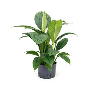 Lepelplant Spathiphyllum sensation L hydrocultuur plant