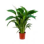 Lepelplant Spathiphyllum sweet lauretta M kamerplant