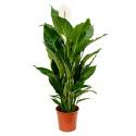 Lepelplant Spathiphyllum sweet sebastiano kamerplant