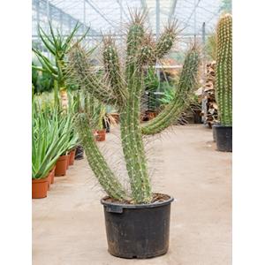 Stetsonia cactus coryne XL kamerplant