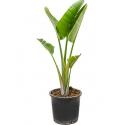 Strelitzia nicolai XXL kamerplant