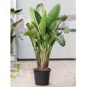 Strelitzia nicolai 3XL Davidevertos