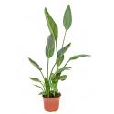 Strelitzia reginae XS kamerplant