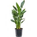 Strelitzia reginae L kamerplant