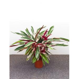 Calathea stromanthe triostar S kamerplant