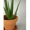 Aloe vera barbadensis XS kamerplant in terracotta bloempot