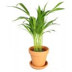 Areca Goudpalm lutescens XS kamerplant in terracotta bloempot