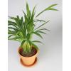 Areca Goudpalm lutescens XS kamerplant in terracotta bloempot