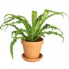 Asplenium osaka S Varen kamerplant in terracotta bloempot