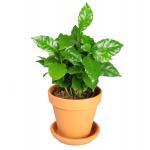 Koffieplant Coffea arabica S kamerplant in terracotta bloempot