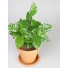 Koffieplant Coffea arabica S kamerplant in terracotta bloempot