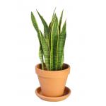 Sansevieria laurentii XXS kamerplant in terracotta bloempot