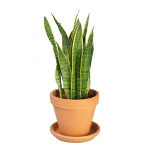 Sansevieria laurentii XXS kamerplant in terracotta bloempot