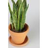 Sansevieria laurentii XXS kamerplant in terracotta bloempot