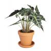Alocasia polly M kamerplant in terracotta bloempot