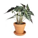 Alocasia polly M kamerplant in terracotta bloempot