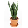 Sansevieria coral black S kamerplant in terracotta bloempot