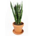 Sansevieria coral black S kamerplant in terracotta bloempot