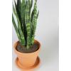 Sansevieria coral black S kamerplant in terracotta bloempot