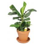 Bananenplant Musa dwarf cavendish XS kamerplant in terracotta bloempot