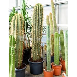 Trichocereus cactus terschechii XL kamerplant