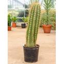 Trichocereus cactus terschechii L kamerplant