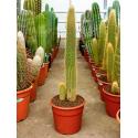 Vatricania cactus guentheri L kamerplant