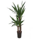 Yucca duo hydrocultuur plant