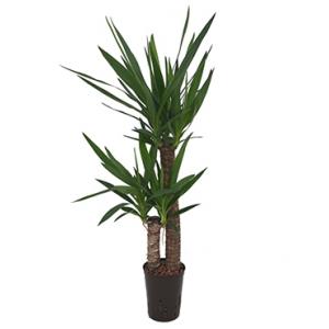 Yucca duo hydrocultuur plant