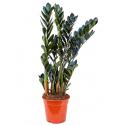 Zamioculcas raven kamerplant