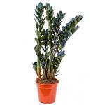 Zamioculcas raven kamerplant