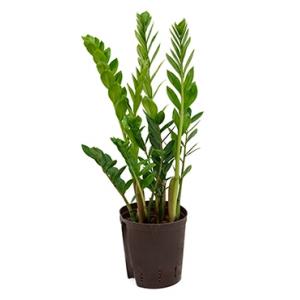 Zamioculcas zamiifolia M hydrocultuur plant