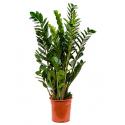 Zamioculcas zamiifolia S kamerplant